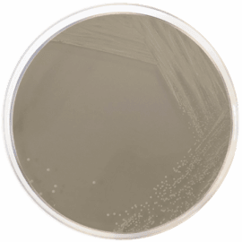 Yeast Extract Peptone Dextrose Mediums Market | Industry Analysis
