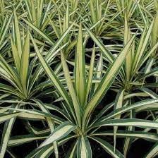 Yucca Extract Market Size, In-Depth Analysis Report