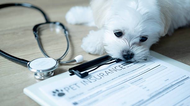 Everything You Need to Know About Working Dog Insurance