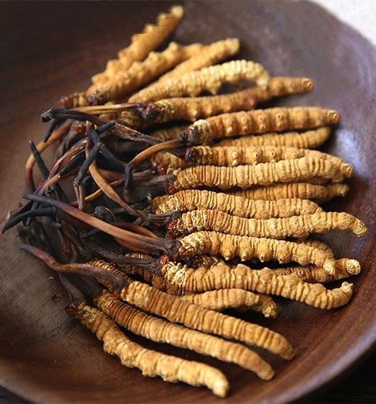 What Is Cordyceps Sinensis?