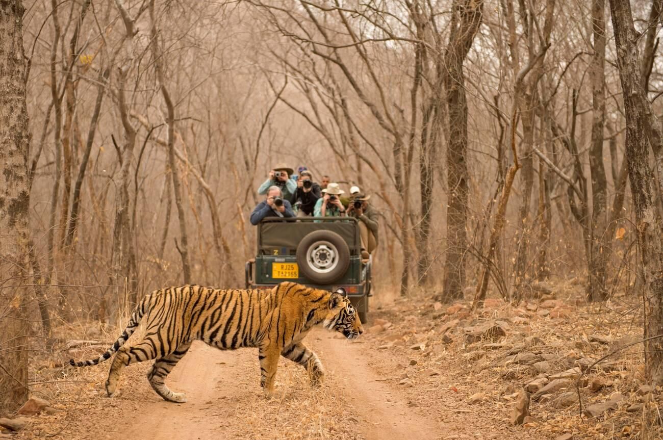 Ultimate Guide for Nature & Safari Lovers in India