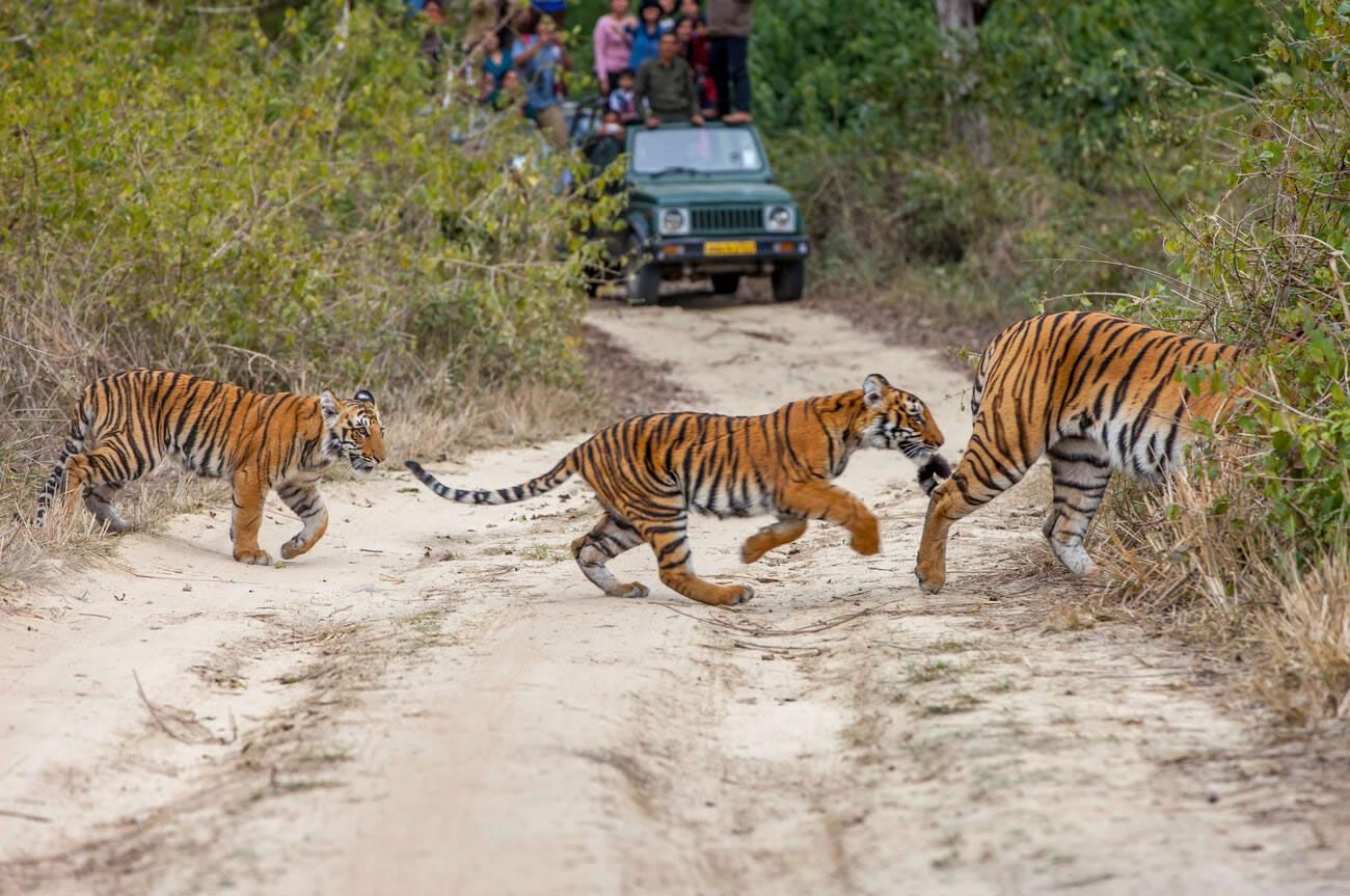 Unforgettable Wildlife Safaris in India for Families and Adventure Seekers