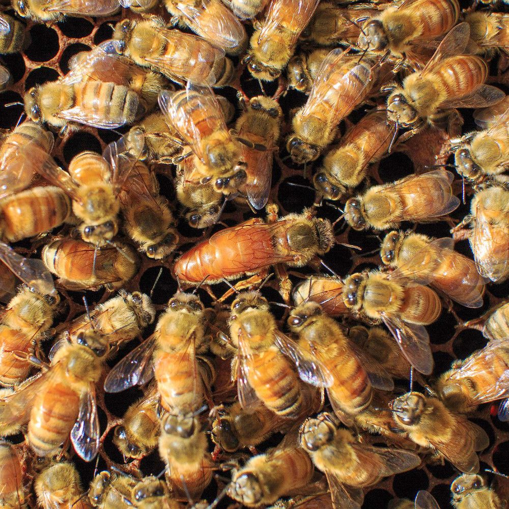 Live Bees for Sale – Healthy Honey Bees for Sale AU