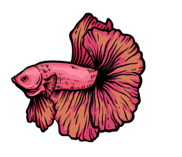 How to Draw a Betta Fish