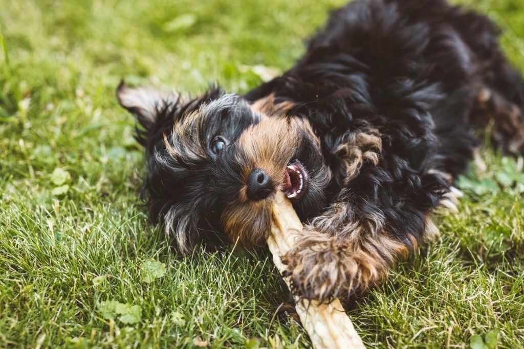 Black Yorkies: The Perfect Companion for Small-Space Living