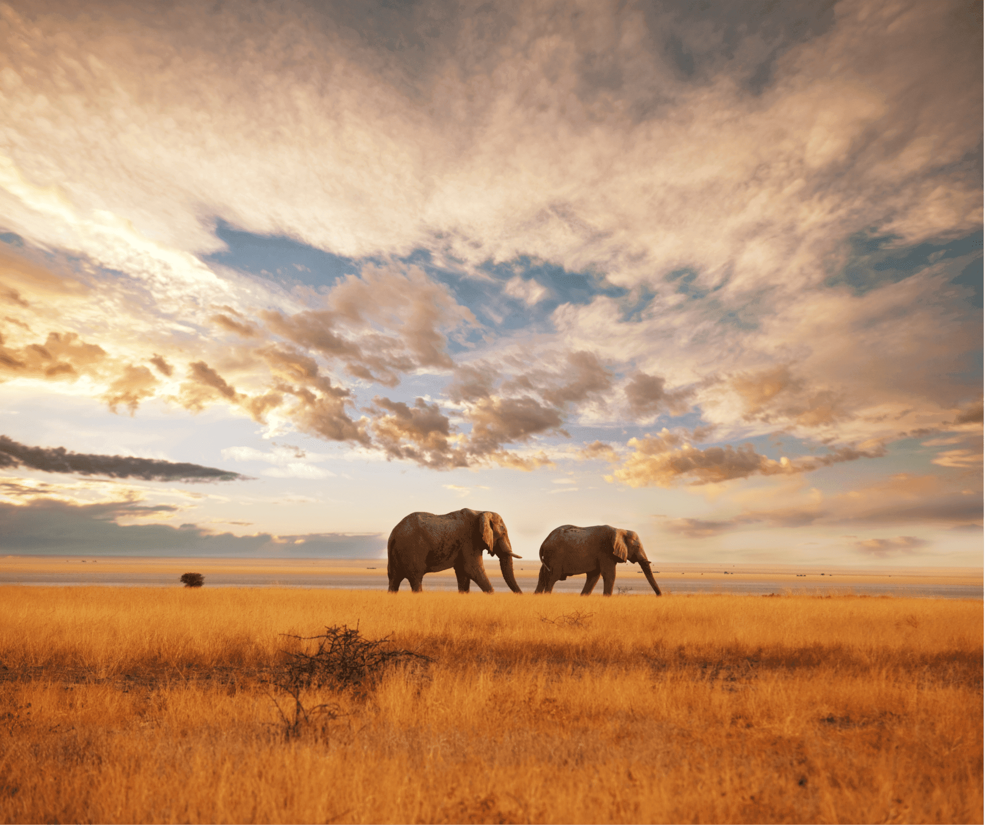 A Guide to Ethical Animal Encounters While Traveling