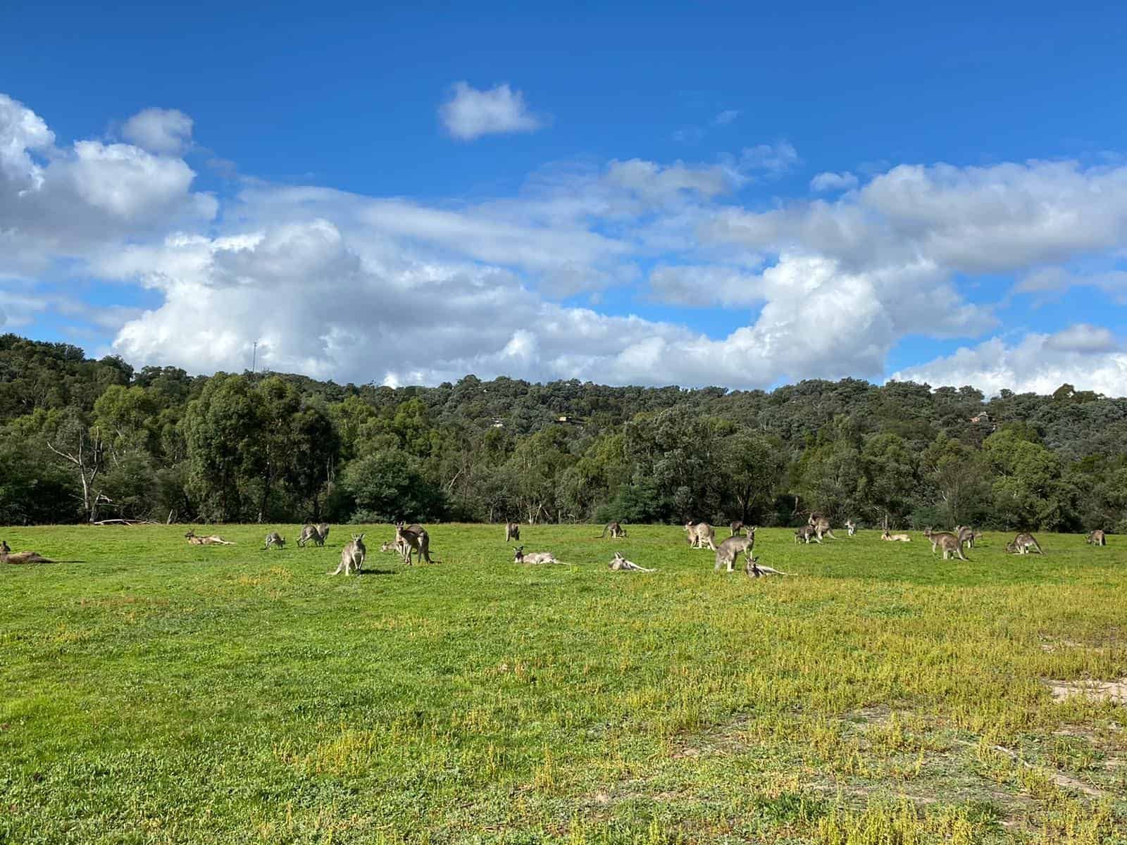 Camping With Kangaroos, Australia