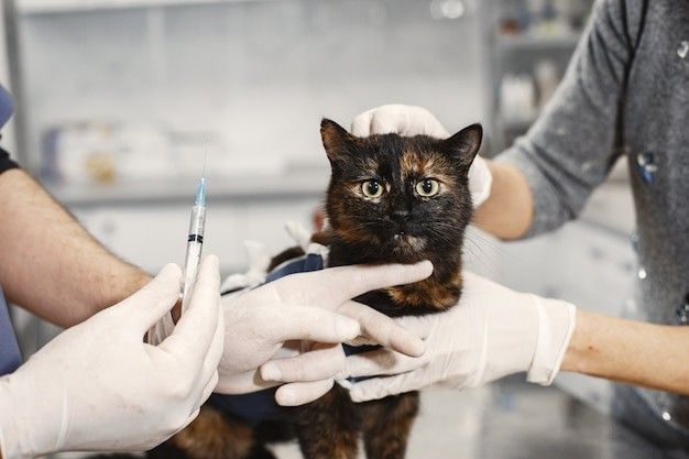 Are Cat Vaccinations a Lifesaver or Just an Expensive Routine?