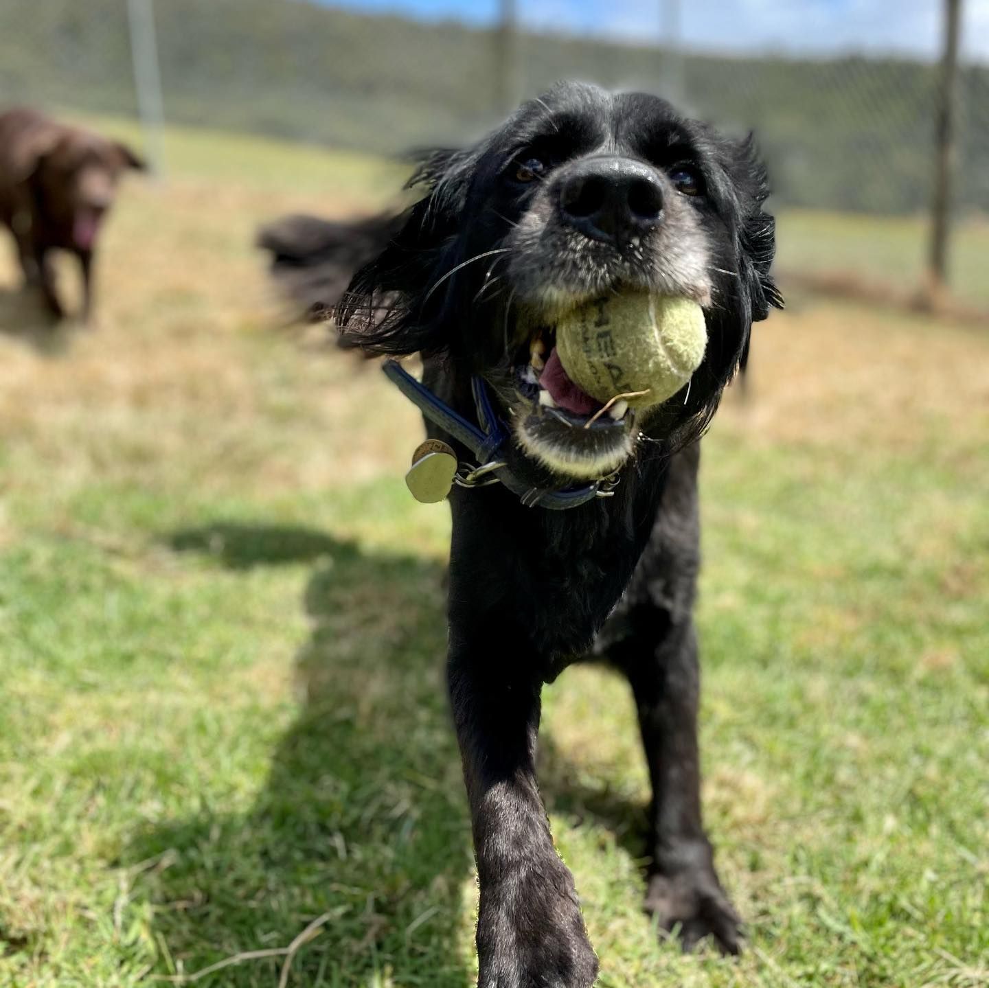 Dog Boarding Melbourne