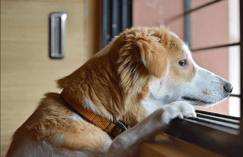 Top Reasons to Try Out Dog Boarding for Your Pet