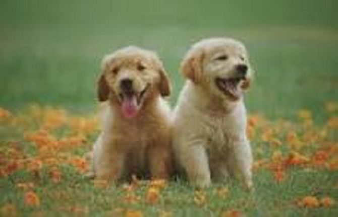 When Should You Start the STAR Puppy Training Program in Virginia?
