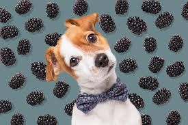 Can Dogs Eat Blackberries: A Comprehensive Guide
