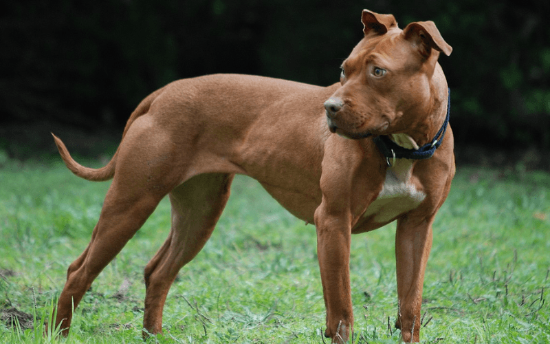 What Makes the Yorkie Pitbull Mix a Special Crossbreed?