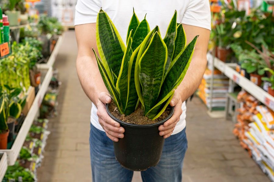 The Best High-Impact, Low-Maintenance Plants for Your Spring Office Refresh