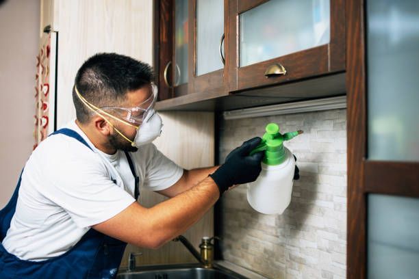 The Hidden Dangers of Rodent Infestations 