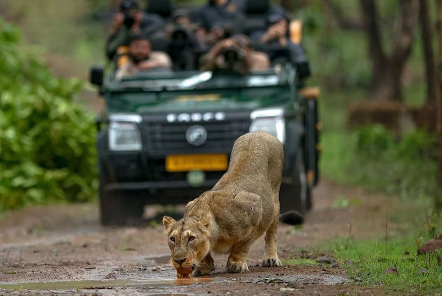 Best Lion and Leopard Safari in India