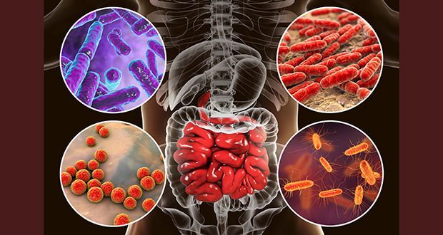Microbial Therapeutic Products Market Size, Share and Forecast
