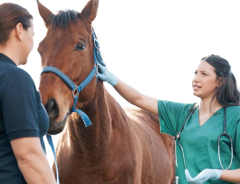 Lifetime Horse Insurance: Protect Your Horses on the Road