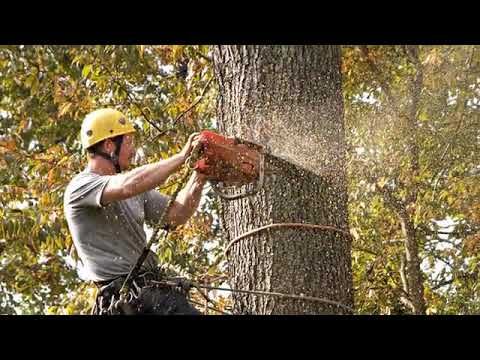 Trusted Emergency Tree Service Near Me in Littleton, CO – Fast & Reliable Tree Care