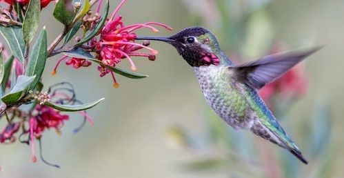 Amazing Humming Birds & Their 21 Fascinating Facts