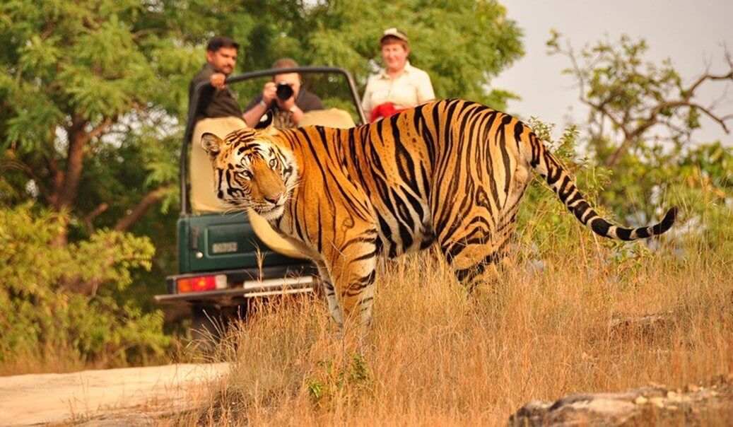 Complete Travel Guide to Ranthambore National Park