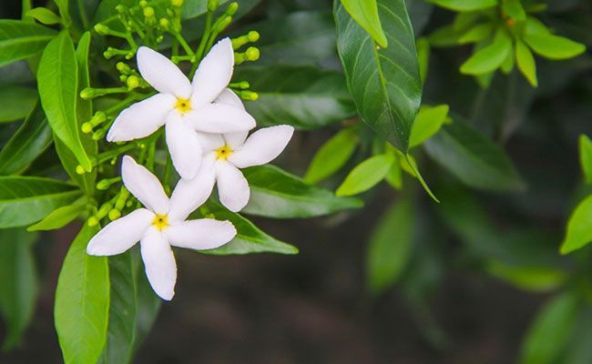 5 Interesting Facts About Giving Flower as a Gift