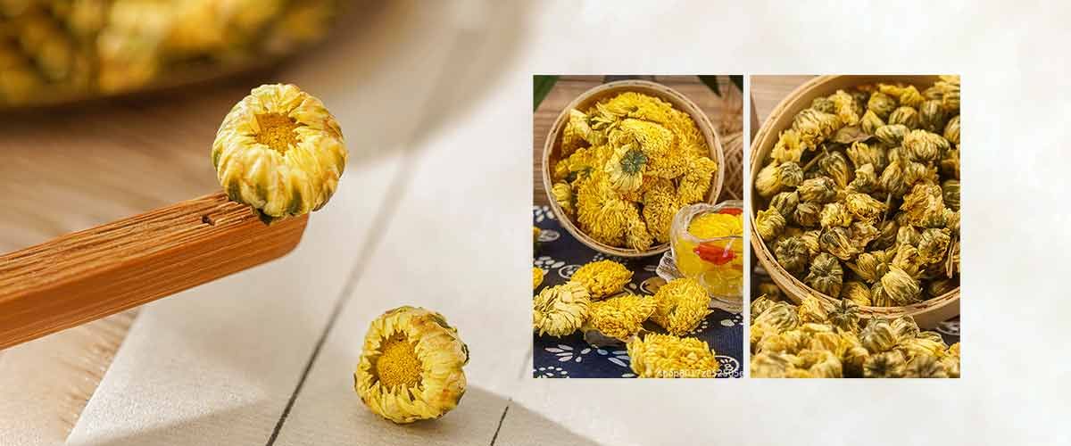 What Is the Scientific Name of Chrysanthemum?