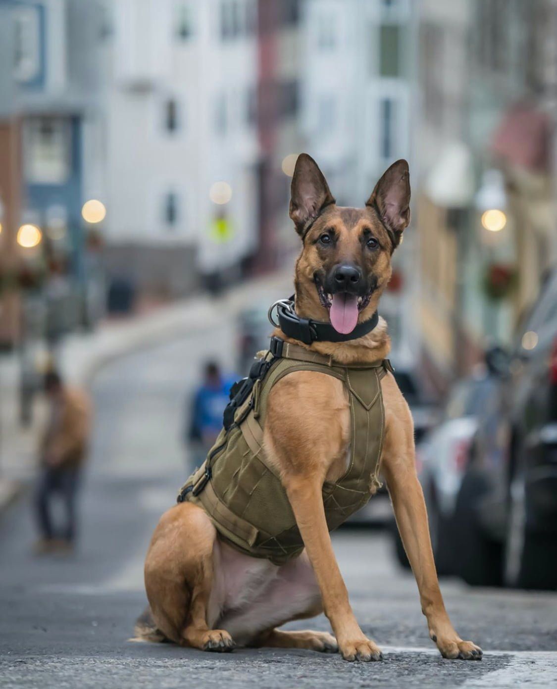 The Benefits of K9 Services: A Critical Overview