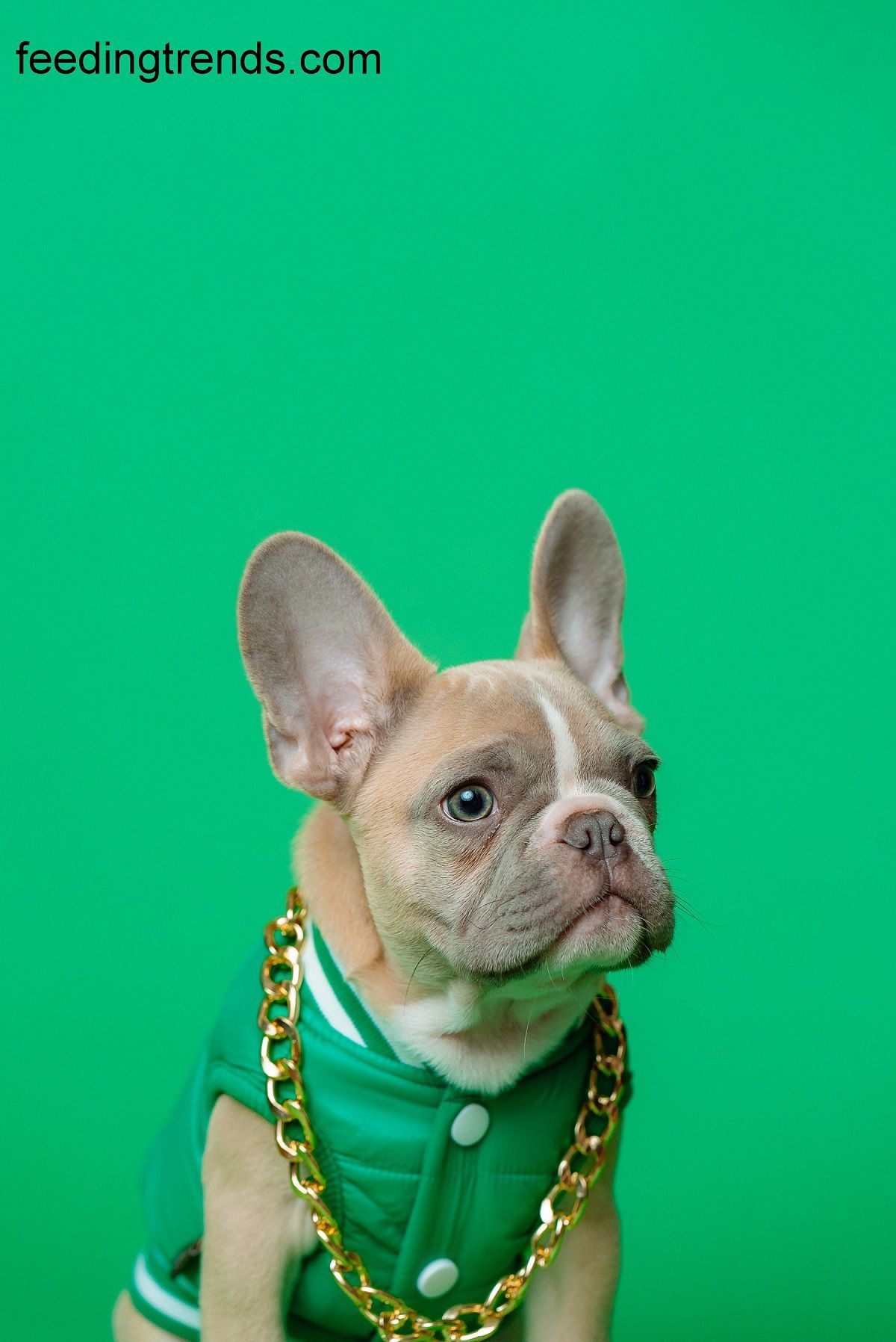 Take Your Dog To The Vet Under The Following Conditions