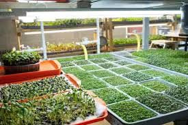 The Best Microgreens for Healthy Living in New Jersey