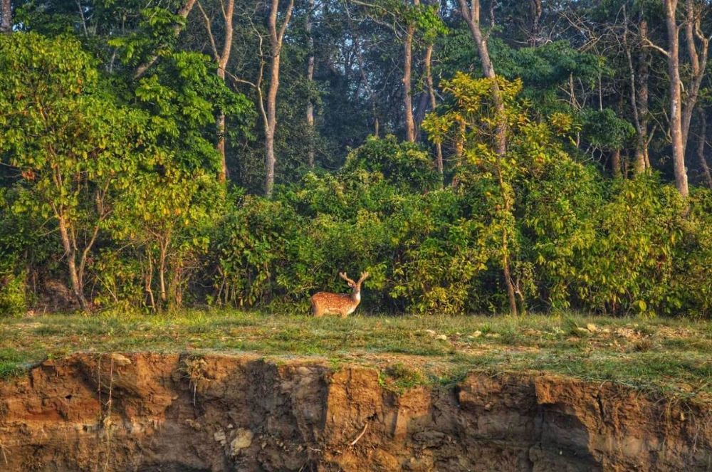 Jungle & Wildlife Tours in Nepal – Adventure Awaits