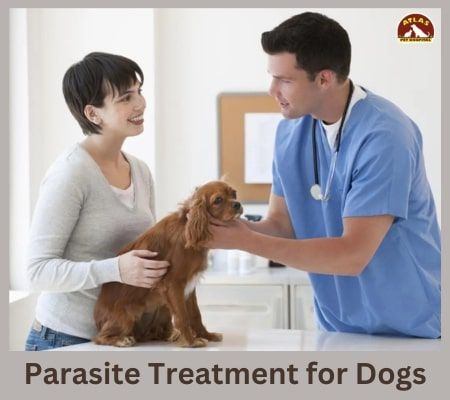 Worm Infestation In Pets: Risks, Prevention, And Treatment