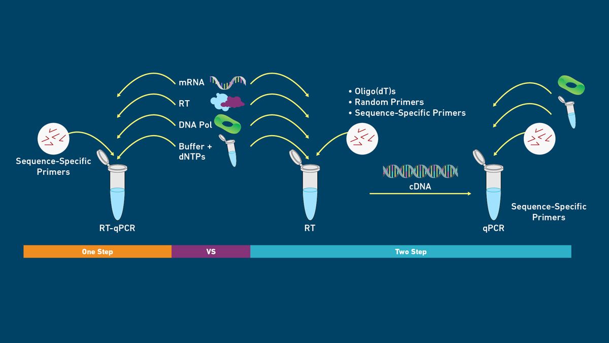 qPCR Assays in Pharmaceutical and Drug Development Research