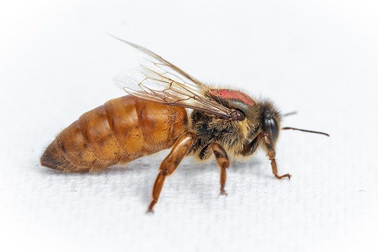 Queen Bees for Sale AU – Order Healthy Queen Bee Online