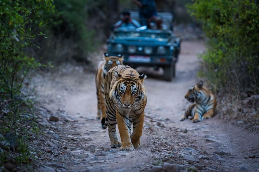 Top Wildlife Destinations in India for Photography Enthusiasts