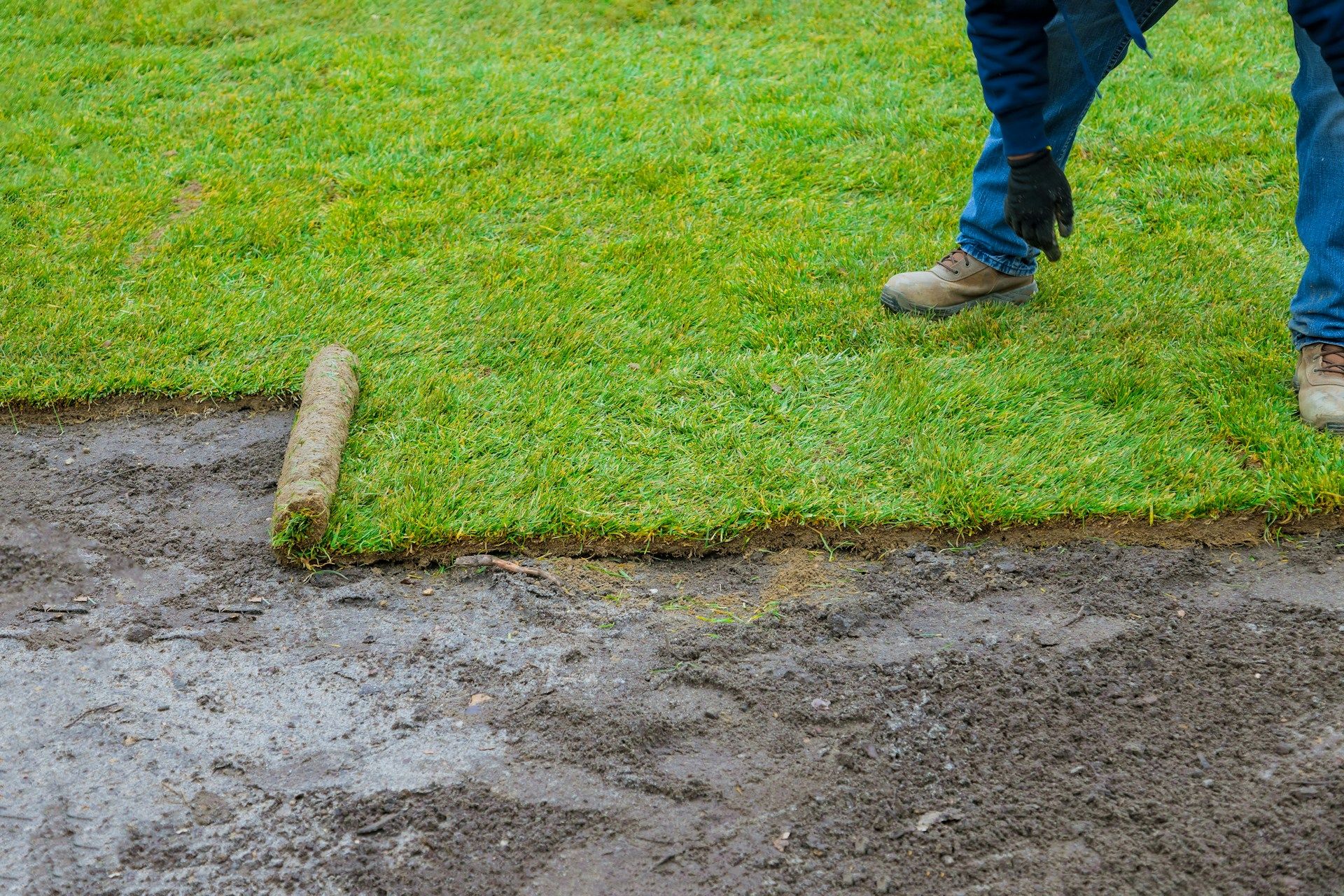 How to Choose the Right Sod for Your Climate