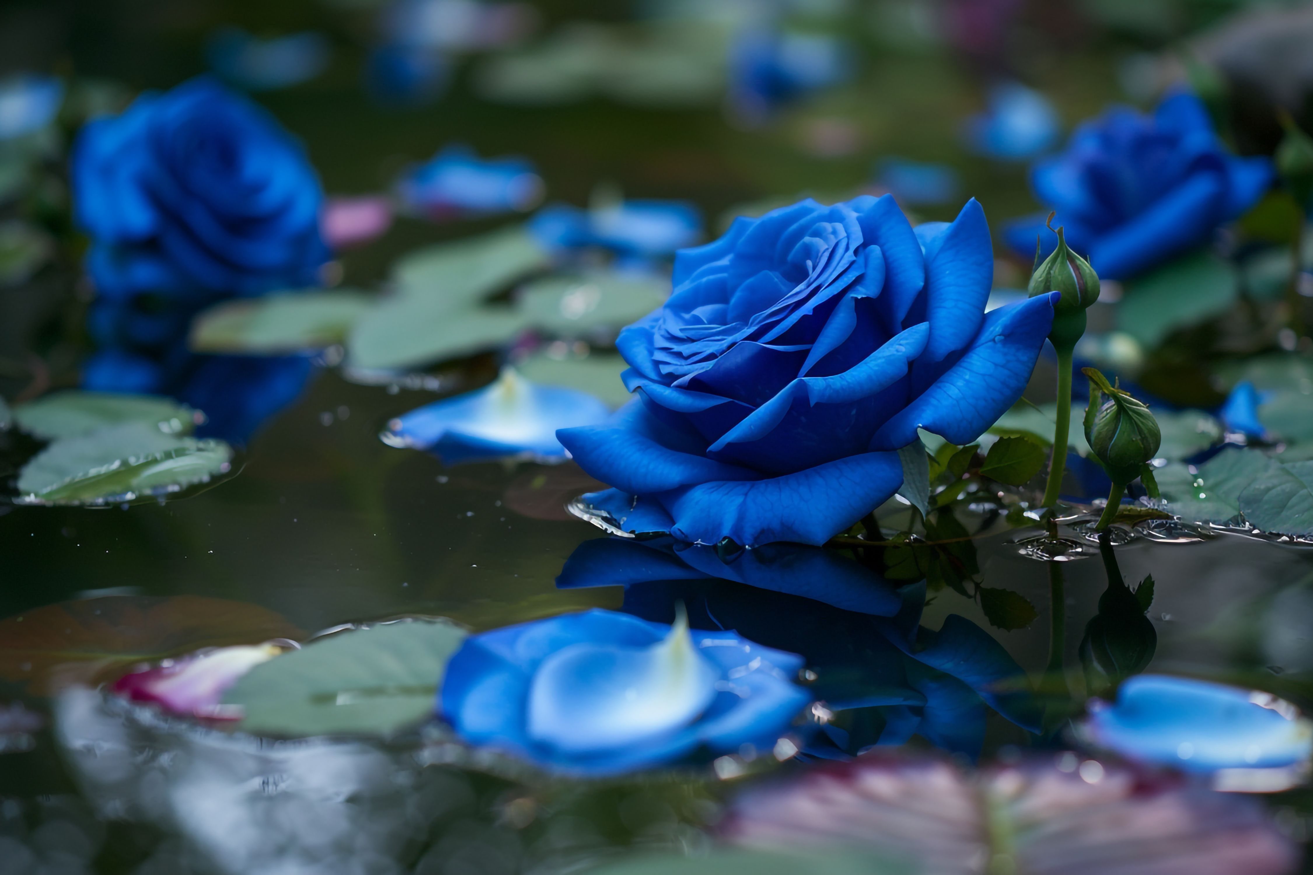 Flower Meanings Guide: Symbolism of Popular Flowers
