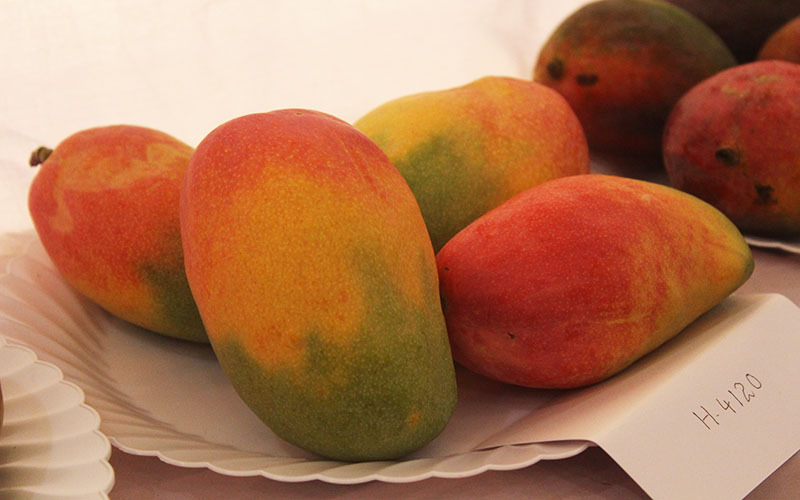 mango festival lucknow, lucknow mango festival, up mango festival lucknow, abstract, events in Lucknow, upcoming events in Lucknow, Lucknow mango festival, mango festival 2018, UP mango festival 2018