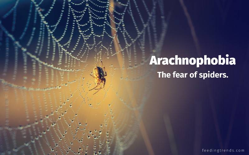 Phobia, phobia kinds, phobia causes, phobia treatments, phobia medication, phobia types, phobia facts, phobia examples, phobia disorder, mental disorder, phobia diagnose, panic attacks,  feeding trends, feeding trends article, article on feeding trends, what is phobia?, phobia definition, phobia therapy, phobia list