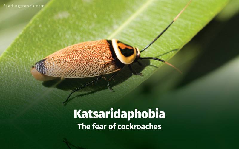 Phobia, phobia kinds, phobia causes, phobia treatments, phobia medication, phobia types, phobia facts, phobia examples, phobia disorder, mental disorder, phobia diagnose, panic attacks,  feeding trends, feeding trends article, article on feeding trends, what is phobia?, phobia definition, phobia therapy, phobia list