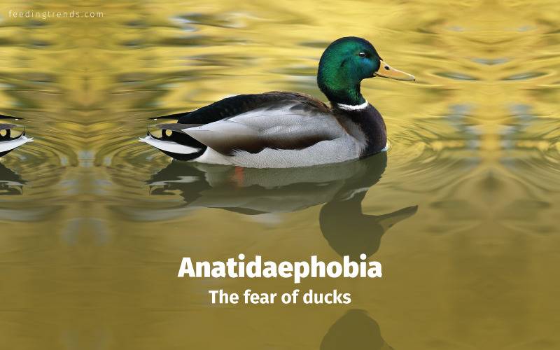 Phobia, phobia kinds, phobia causes, phobia treatments, phobia medication, phobia types, phobia facts, phobia examples, phobia disorder, mental disorder, phobia diagnose, panic attacks,  feeding trends, feeding trends article, article on feeding trends, what is phobia?, phobia definition, phobia therapy, phobia list