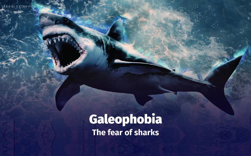 Phobia, phobia kinds, phobia causes, phobia treatments, phobia medication, phobia types, phobia facts, phobia examples, phobia disorder, mental disorder, phobia diagnose, panic attacks,  feeding trends, feeding trends article, article on feeding trends, what is phobia?, phobia definition, phobia therapy, phobia list