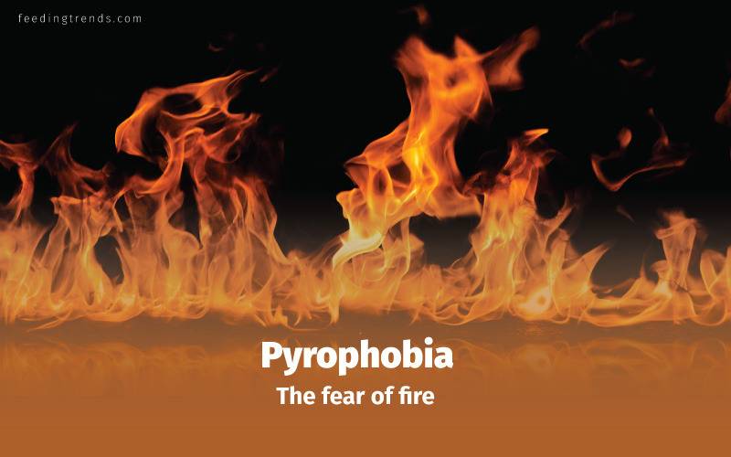 Phobia, phobia kinds, phobia causes, phobia treatments, phobia medication, phobia types, phobia facts, phobia examples, phobia disorder, mental disorder, phobia diagnose, panic attacks,  feeding trends, feeding trends article, article on feeding trends, what is phobia?, phobia definition, phobia therapy, phobia list